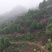 茶花，山茶花，四级茶花，朴树，琵笆四川宜宾茶花种植基地