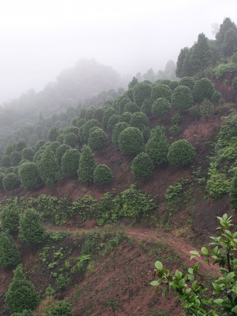 茶花，山茶花，四级茶花，朴树，琵笆四川宜宾茶花种植基地