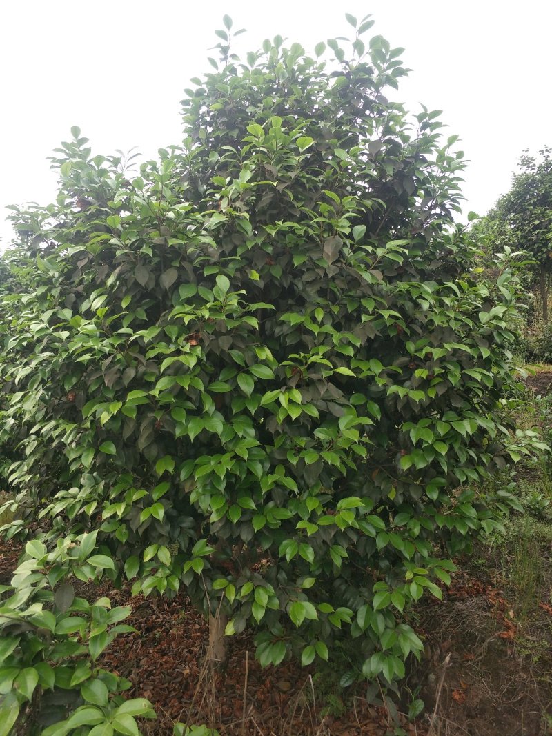茶花，山茶花，四级茶花，朴树，琵笆四川宜宾茶花种植基地