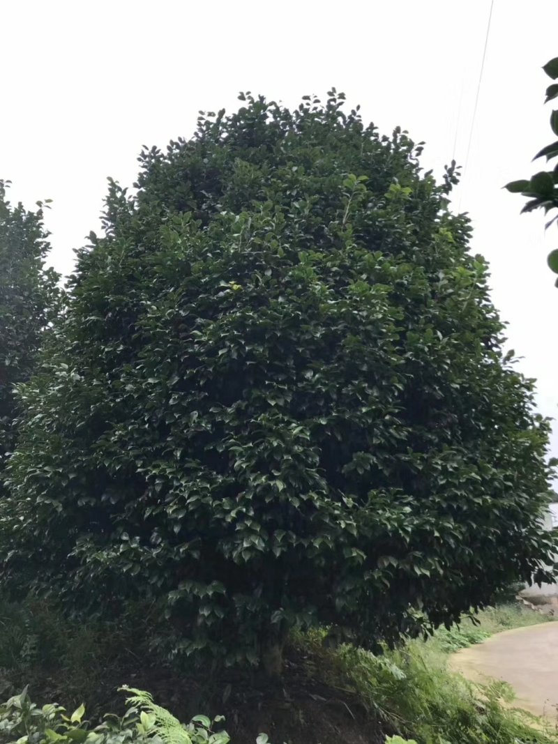 茶花，山茶花，四级茶花，朴树，琵笆四川宜宾茶花种植基地