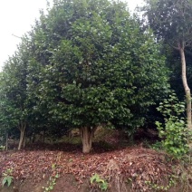 茶花，山茶花，四级茶花，朴树，琵笆四川宜宾茶花种植基地
