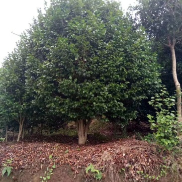 茶花，山茶花，四级茶花，朴树，琵笆四川宜宾茶花种植基地