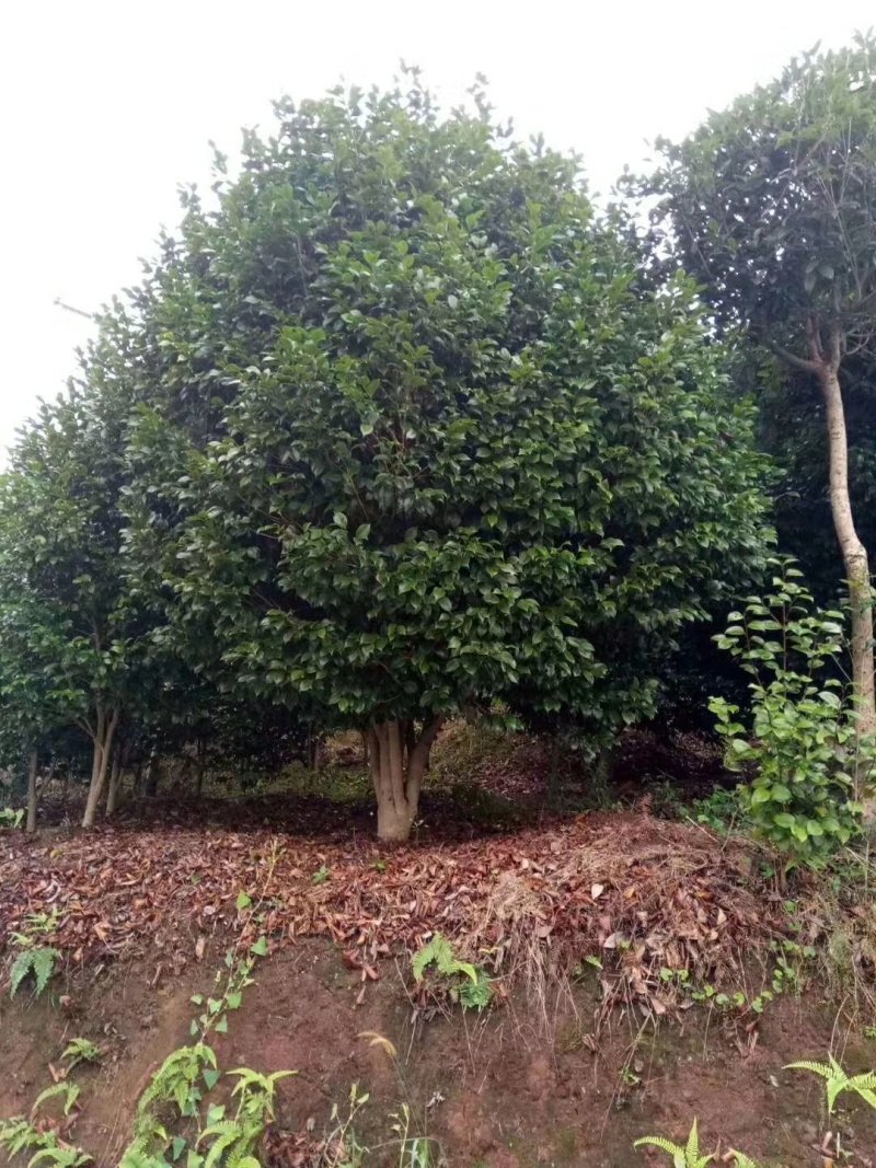 茶花，山茶花，四级茶花，朴树，琵笆四川宜宾茶花种植基地