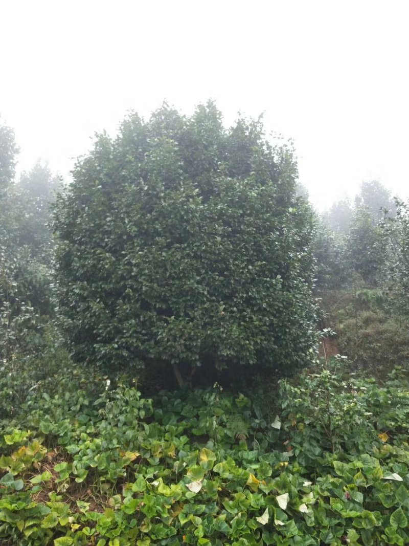 茶花，山茶花，四级茶花，朴树，琵笆四川宜宾茶花种植基地