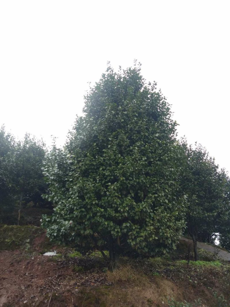 茶花，山茶花，四级茶花，朴树，琵笆四川宜宾茶花种植基地
