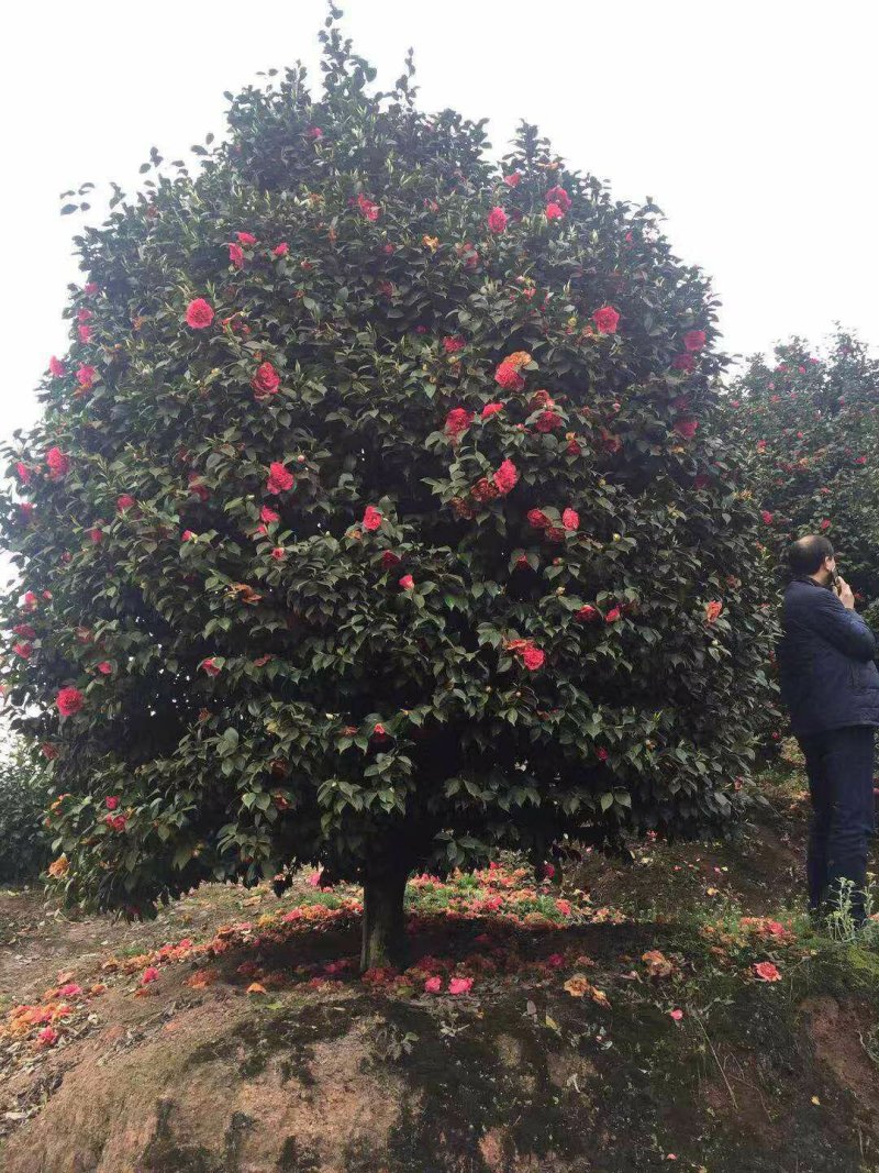 茶花，山茶花，四级茶花，朴树，琵笆四川宜宾茶花种植基地