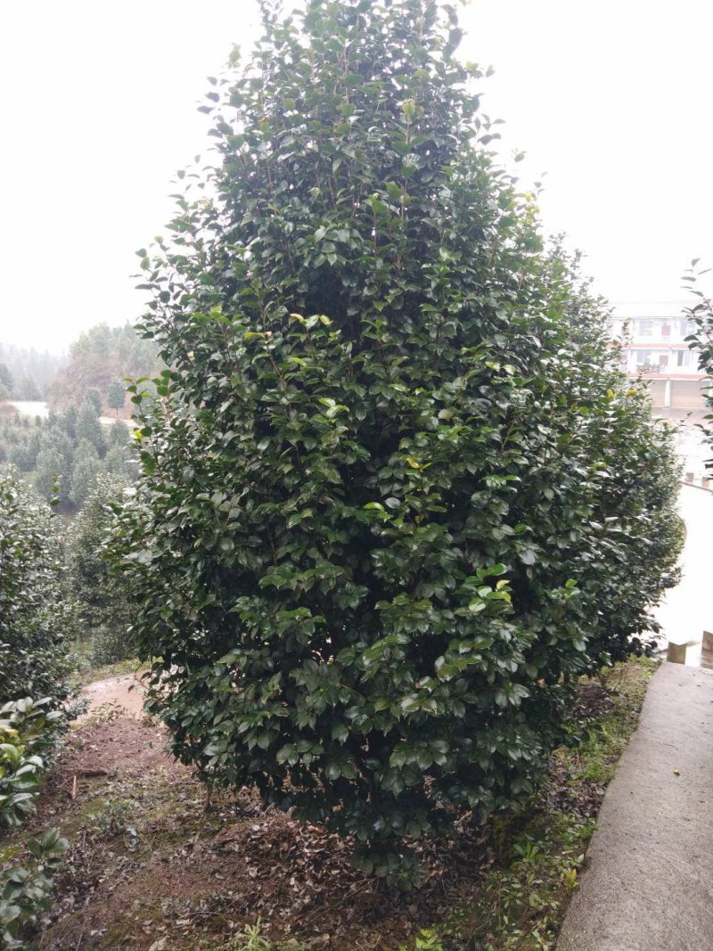 茶花，山茶花，四级茶花，朴树，琵笆四川宜宾茶花种植基地