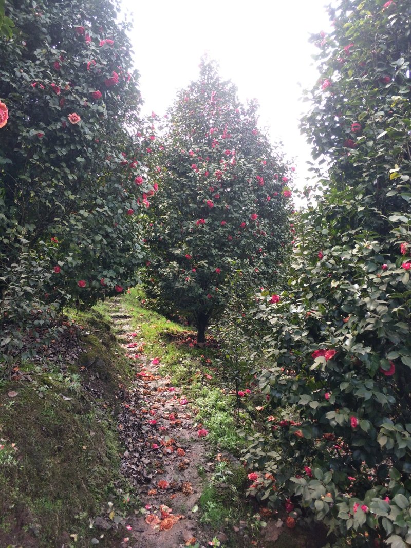 茶花，山茶花，四级茶花，朴树，琵笆四川宜宾茶花种植基地