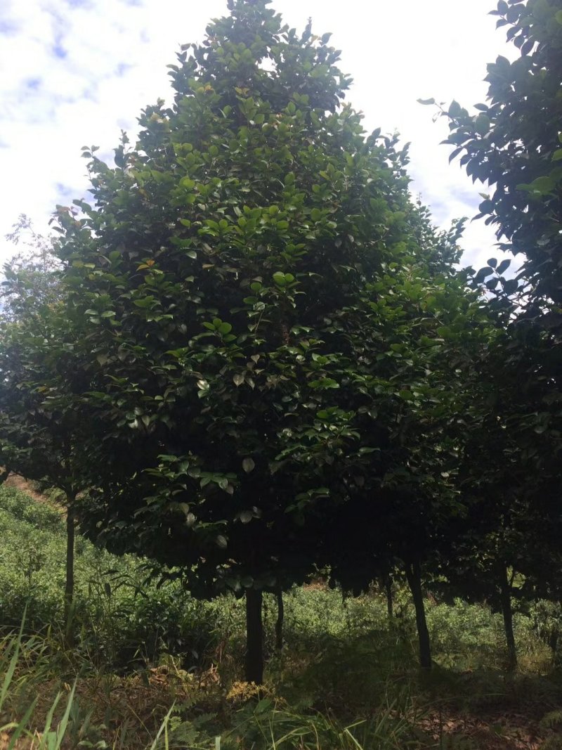 茶花，四级茶花，山茶花，宜宾茶花种植基地常年出售茶花
