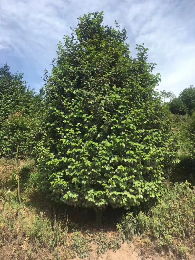茶花，四级茶花，山茶花，宜宾茶花种植基地常年出售茶花