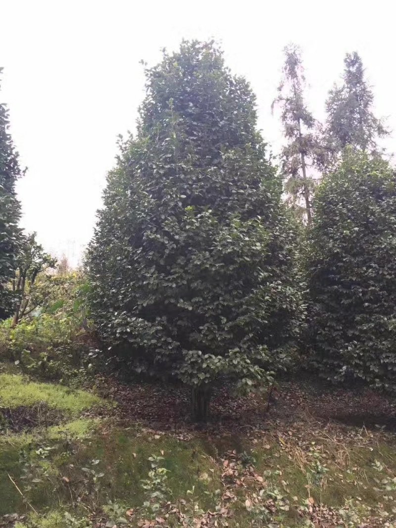 茶花，四级茶花，山茶花，宜宾茶花种植基地常年出售茶花
