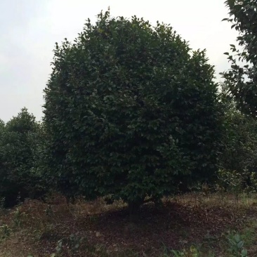 茶花，四级茶花，山茶花，宜宾茶花种植基地常年出售茶花