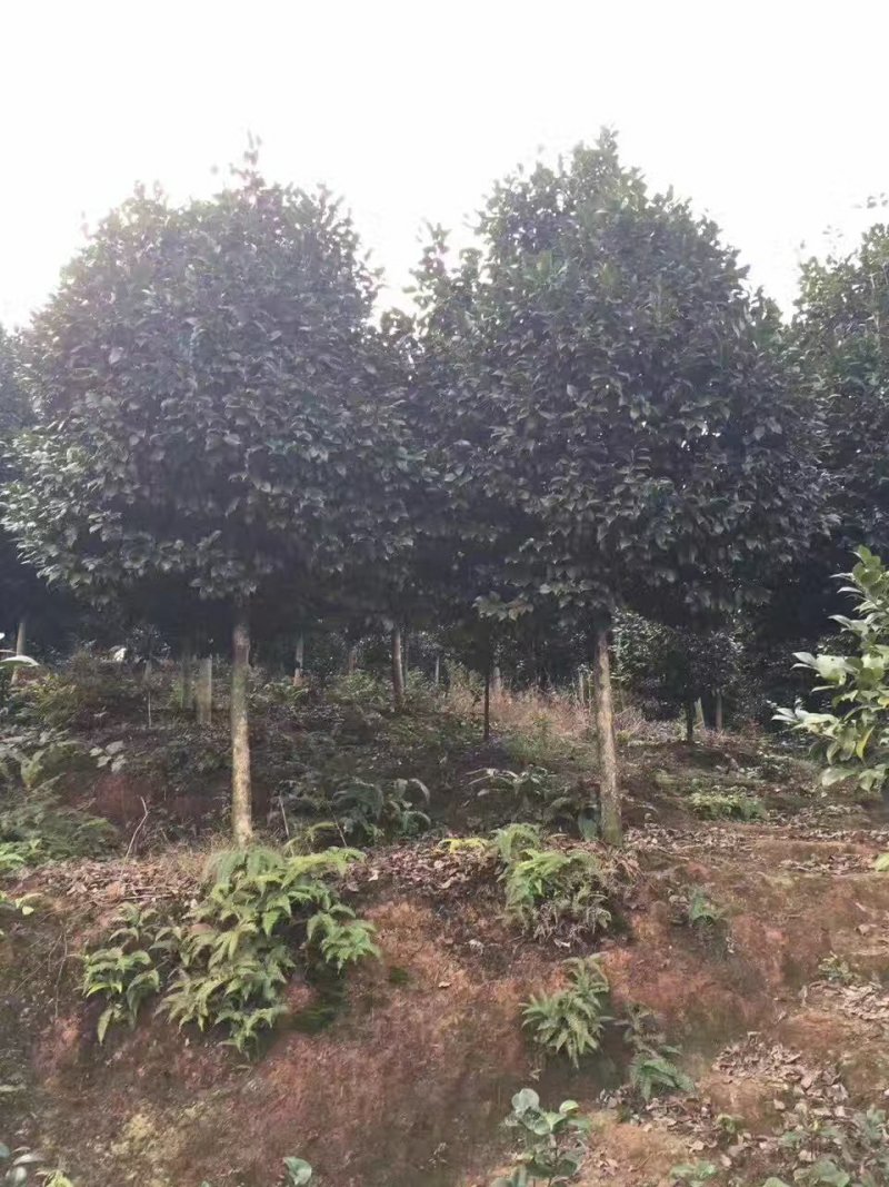 茶花，四级茶花，山茶花，宜宾茶花种植基地常年出售茶花