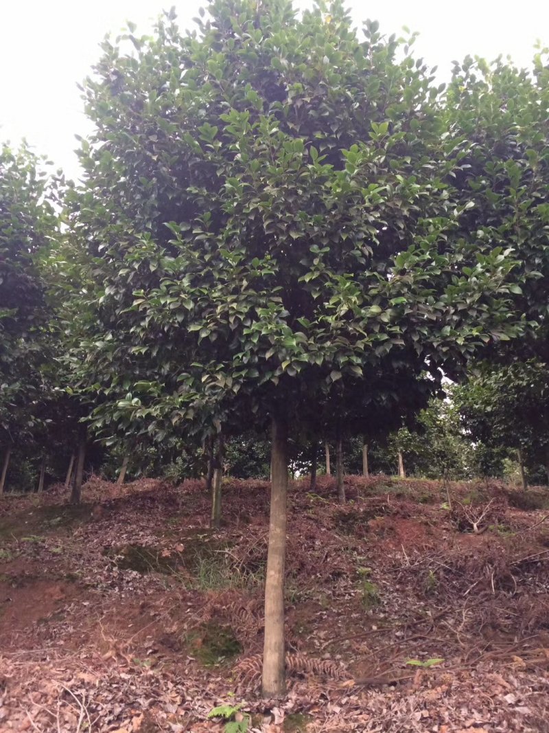 茶花，四级茶花，山茶花，宜宾茶花种植基地常年出售茶花