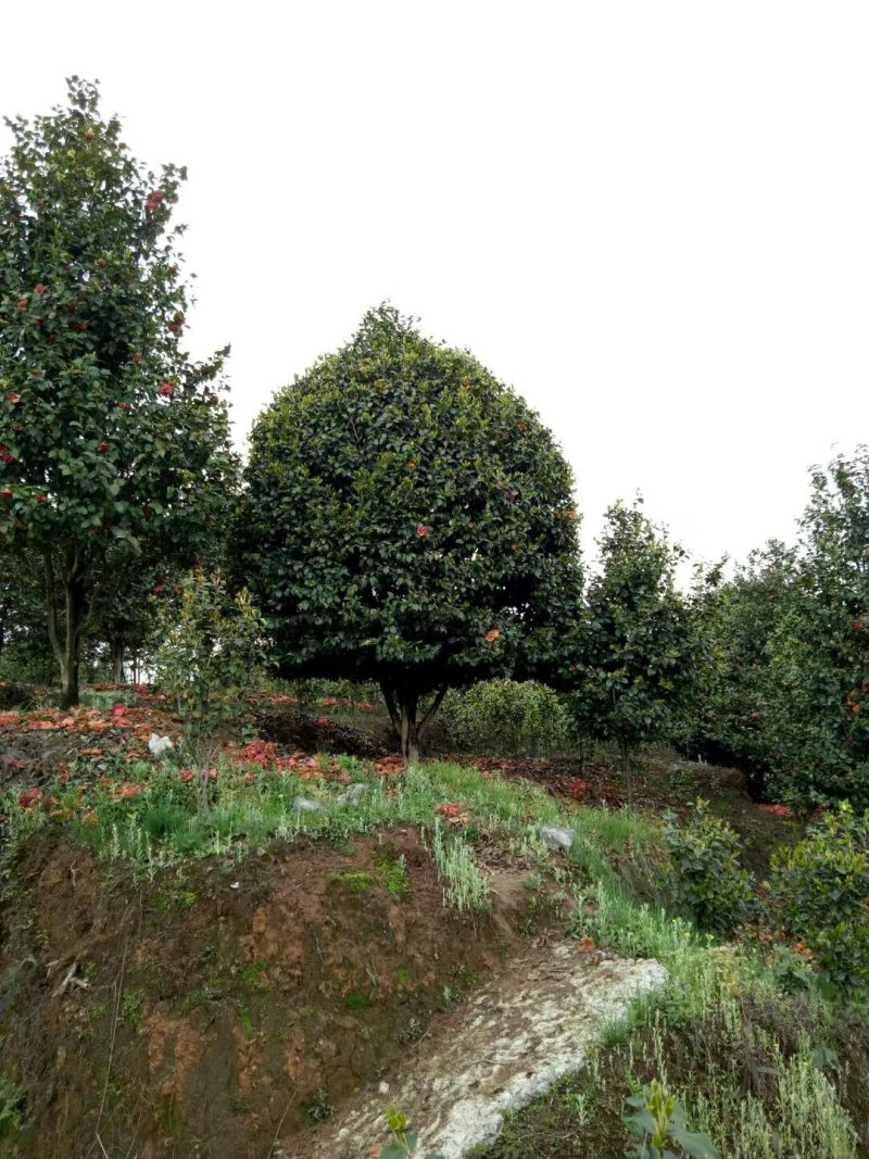 茶花，四级茶花，山茶花，宜宾茶花种植基地常年出售茶花