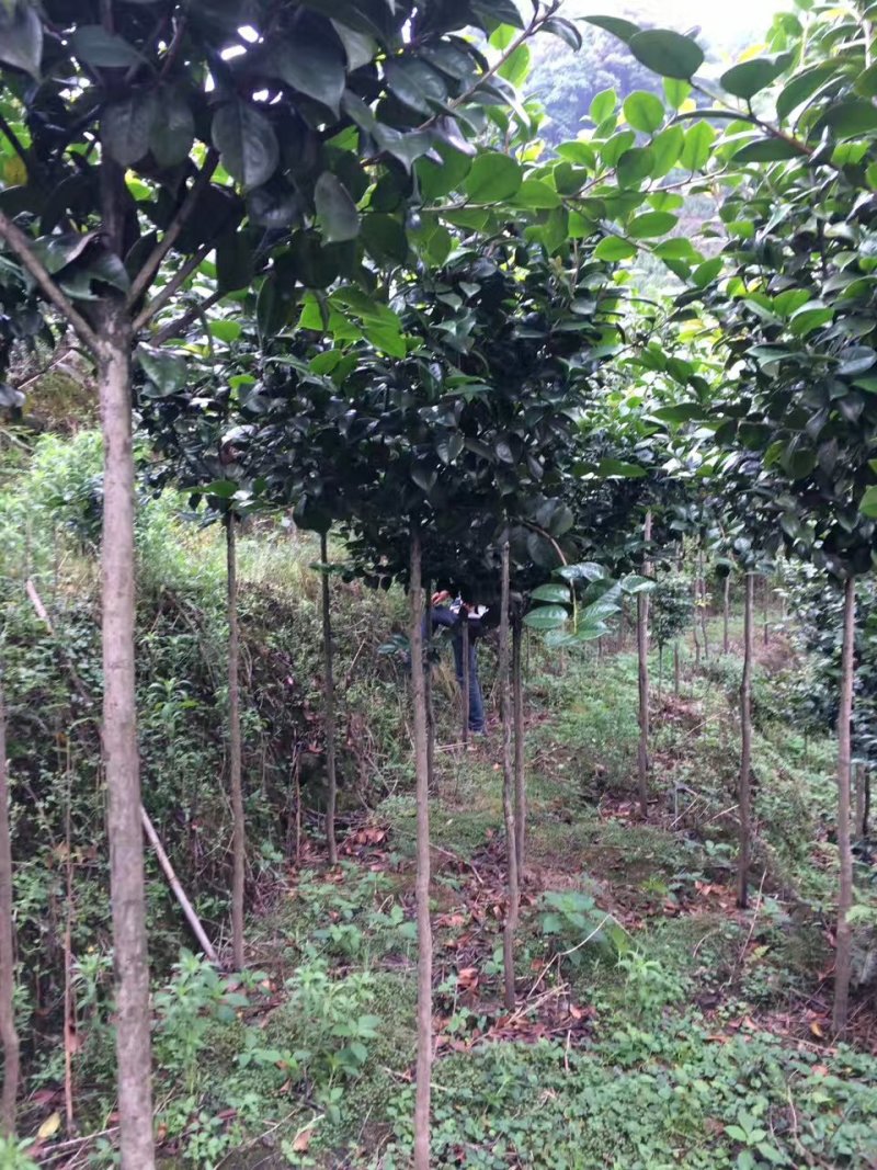 茶花，四级茶花，山茶花，宜宾茶花种植基地常年出售茶花