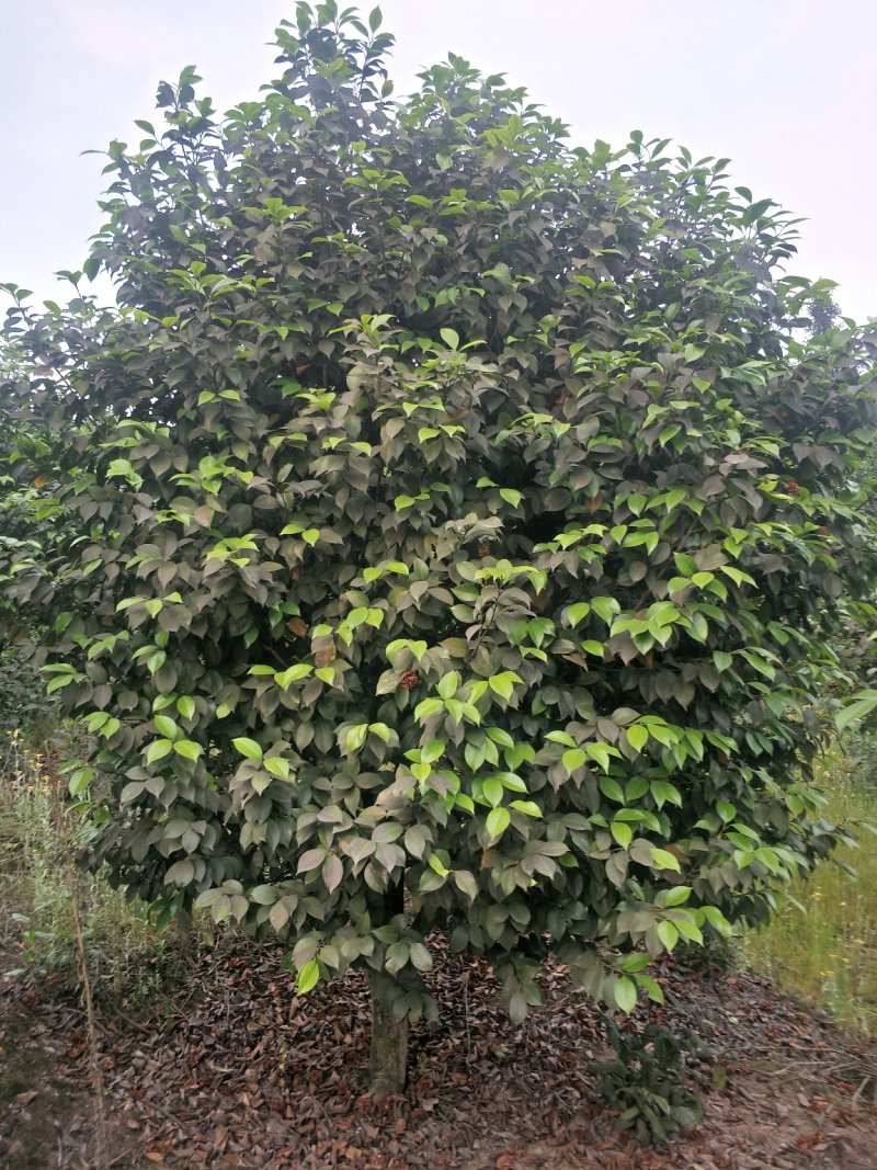 茶花，四级茶花，山茶花，宜宾茶花种植基地常年出售茶花