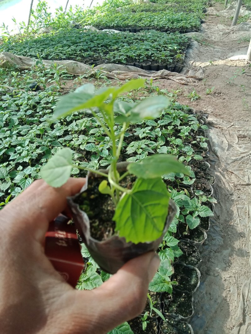速生楸树苗，梓树苗。