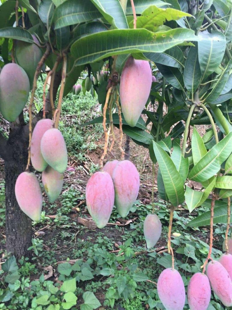 攀枝花红贵妃