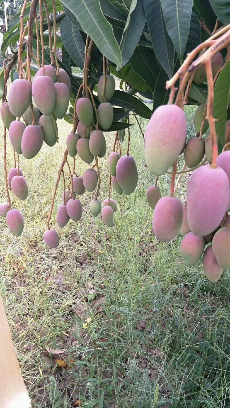 攀枝花红贵妃