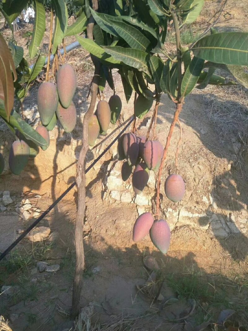 攀枝花红贵妃