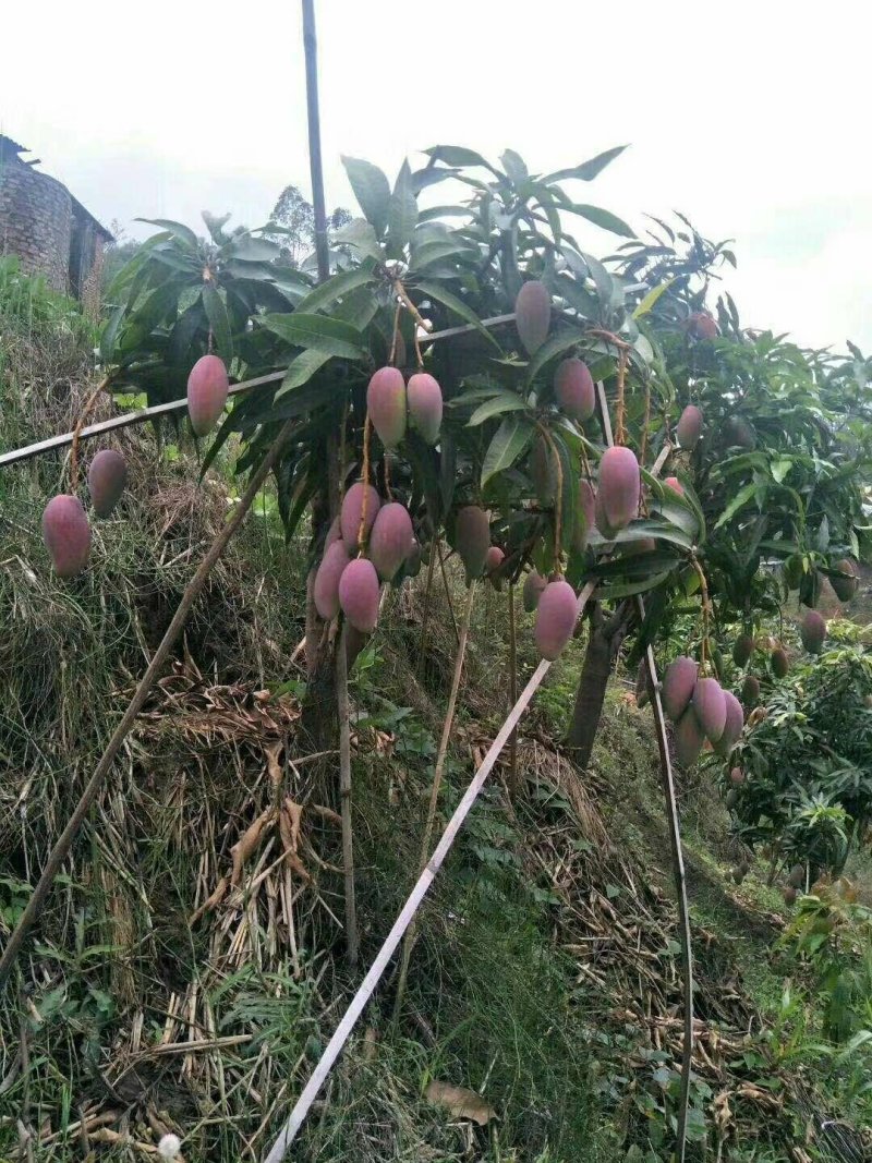 攀枝花红贵妃