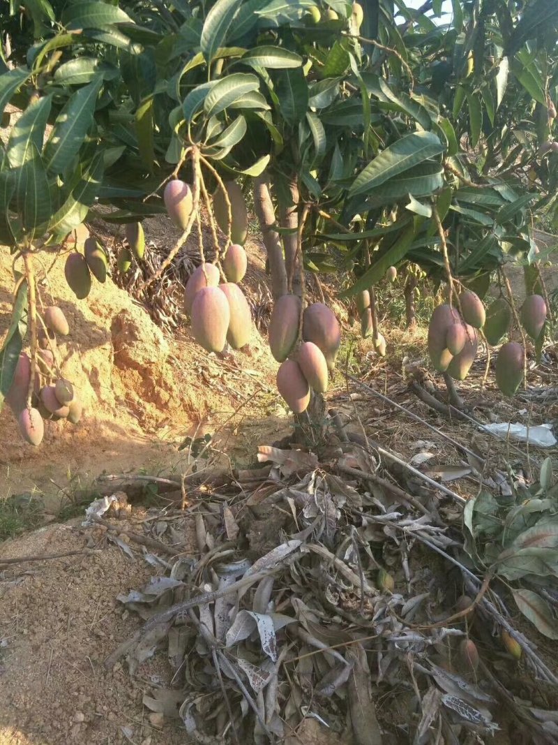 攀枝花红贵妃