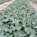 西瓜红健康薯苗，品质保证，量大从优，预订优惠30%