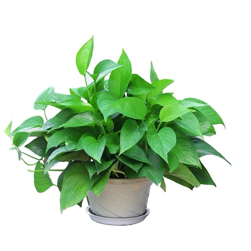 绿萝盆栽室内吸甲醛绿植水培植物盆栽吊兰长藤绿萝