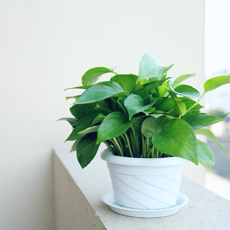 绿萝盆栽室内吸甲醛绿植水培植物盆栽吊兰长藤绿萝