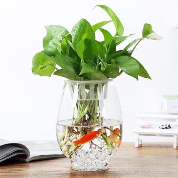 绿萝盆栽室内吸甲醛绿植水培植物盆栽吊兰长藤绿萝