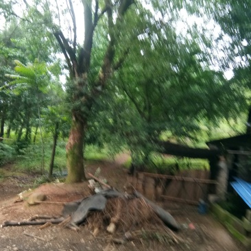 苗圃供应香樟44……50公分，欢迎各地老板光临。