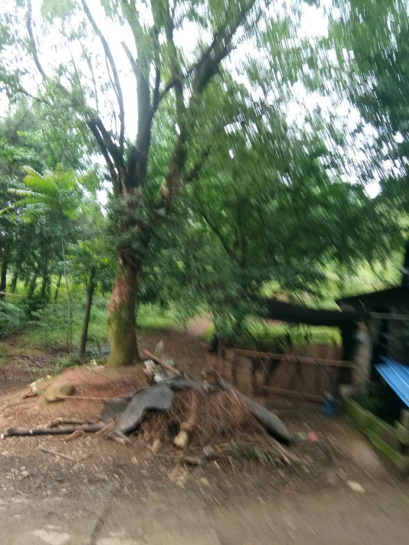 苗圃供应香樟44……50公分，欢迎各地老板光临。