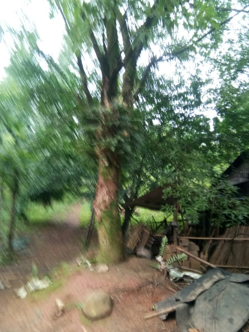 苗圃供应香樟44……50公分，欢迎各地老板光临。