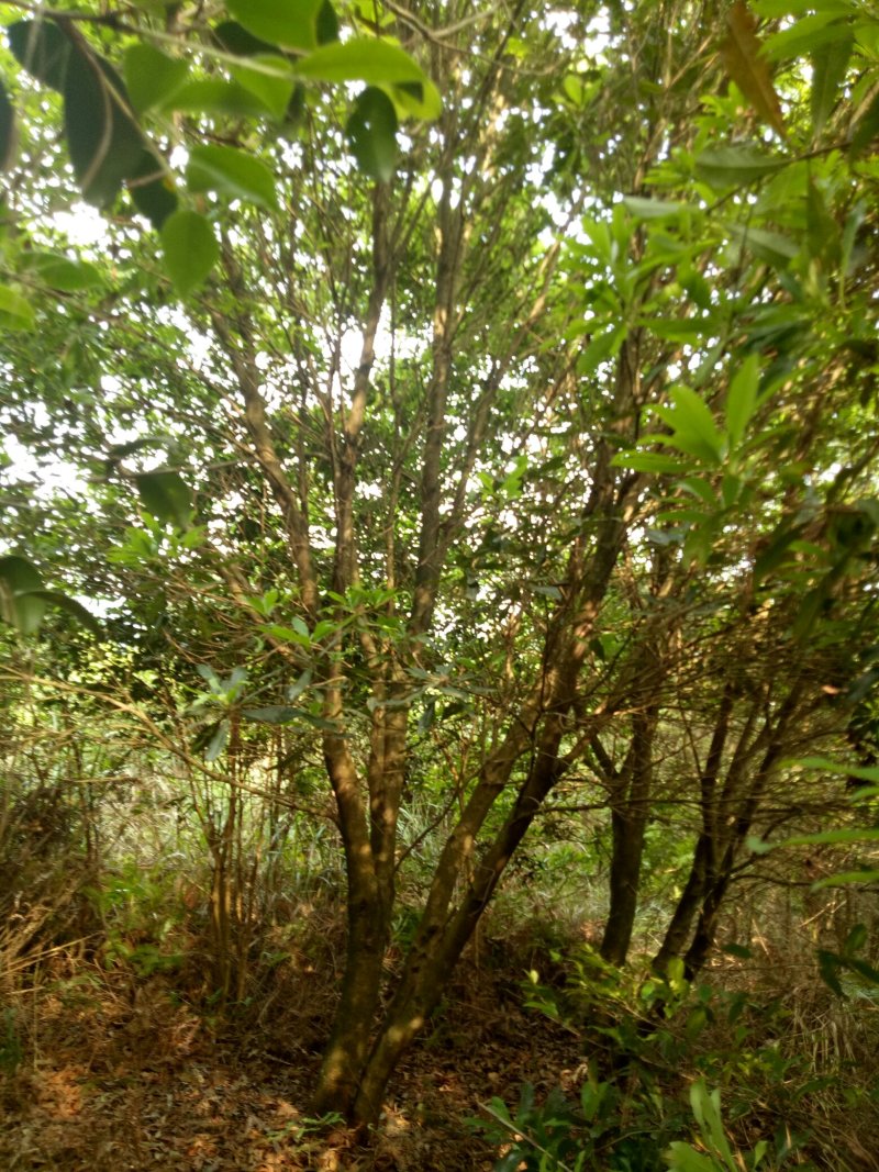 杨梅树