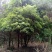 杨梅树