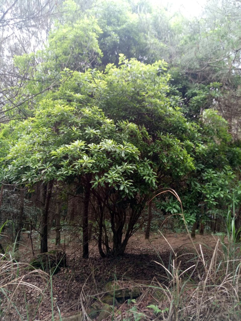 杨梅树