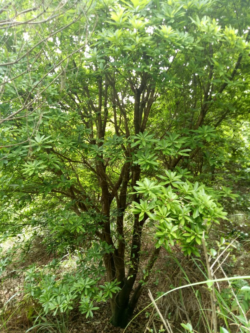杨梅树