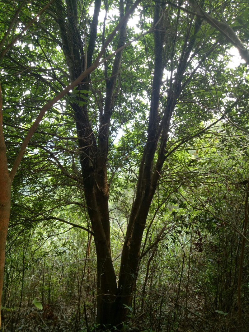 杨梅树