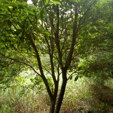 杨梅树
