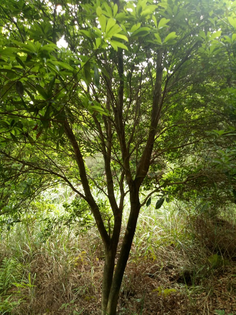 杨梅树