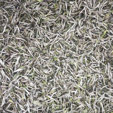 茶叶福鼎高档高等级白牡丹一芽一叶
