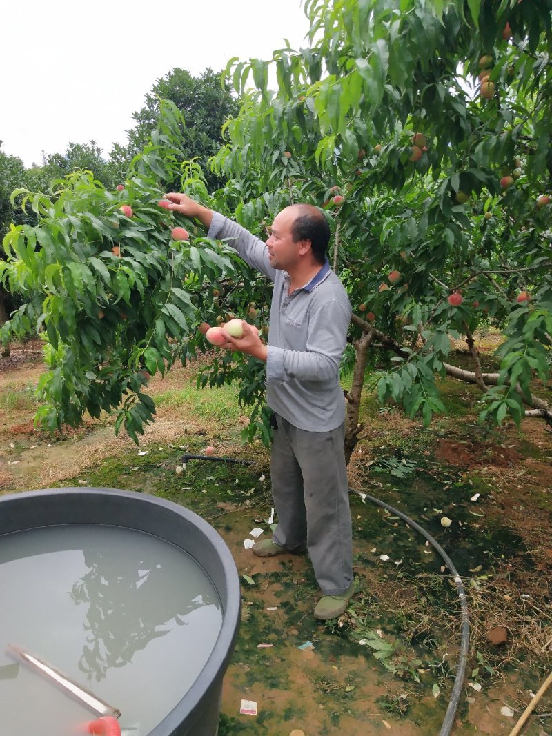 春雪蜜桃苗早熟蜜桃苗蜜桃嫁接苗保湿发货