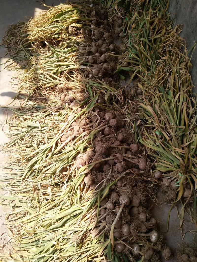 紫皮蒜，产地直供，馆陶县众康果品市场大量供应各种货