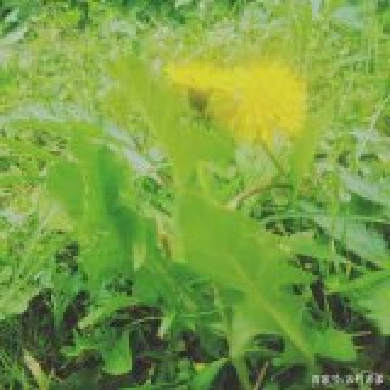 蒲公英茶叶