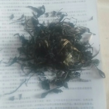蒲公英茶叶