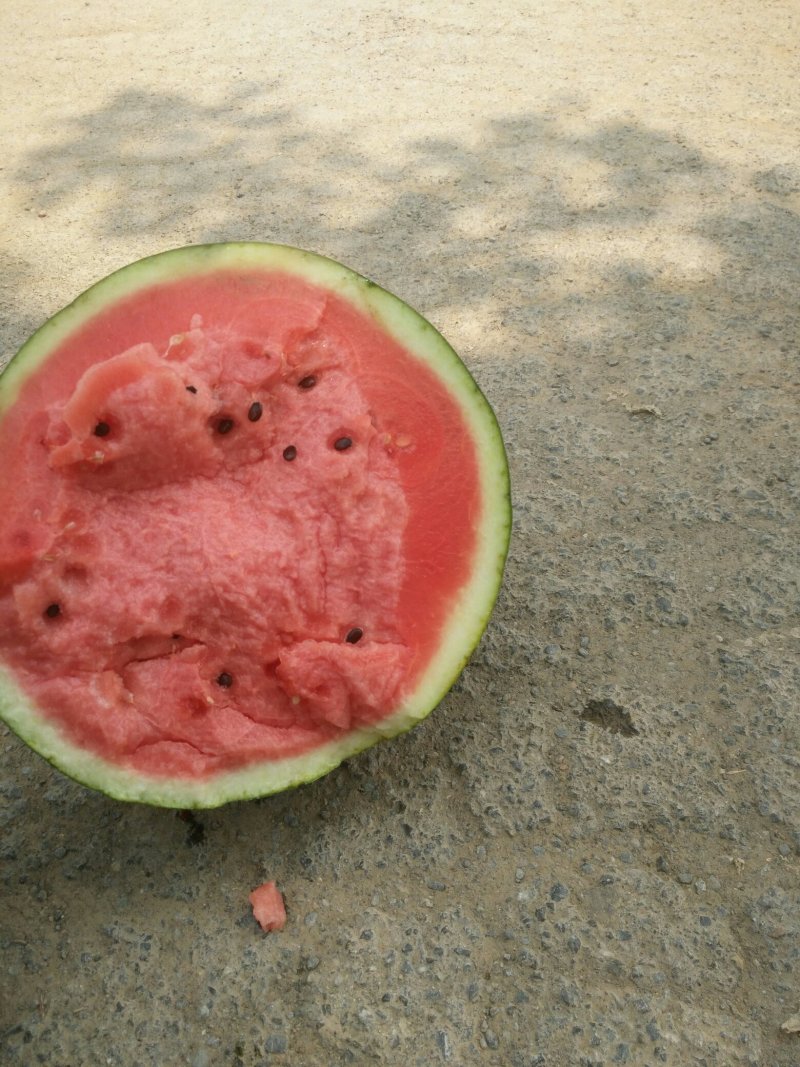 西瓜甜王