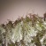 鹿茸草