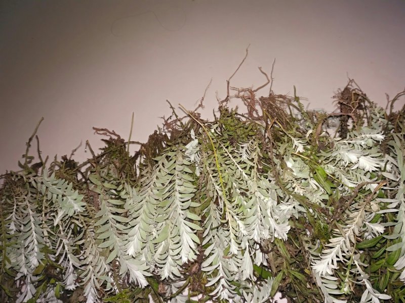 鹿茸草