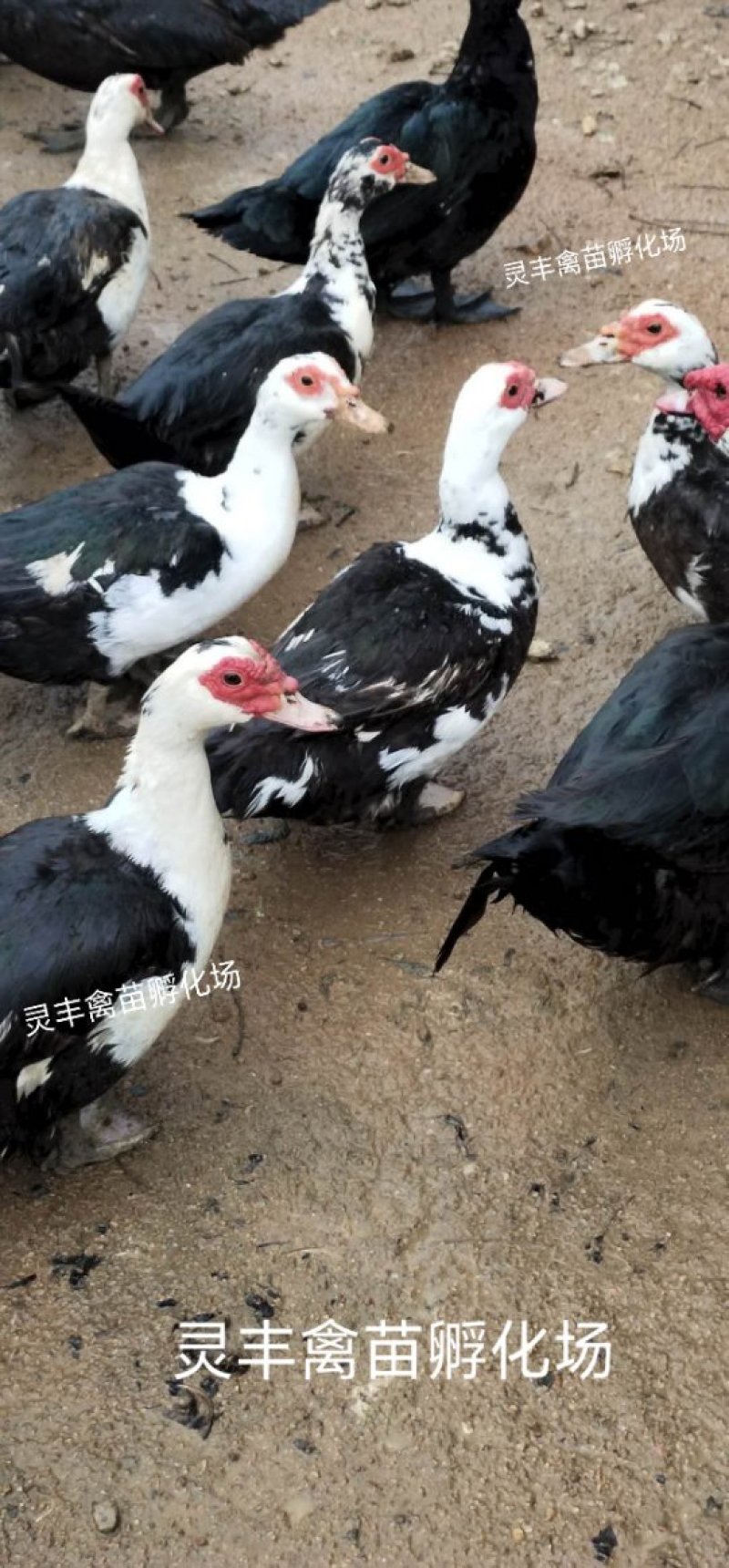 大花番鸭苗《有买家保证金》购买放心，厂家直销
